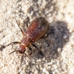 Lagriini sp. (tribe) (Unidentified lagriine darkling beetle) at Gossan Hill - 8 Apr 2019 by AlisonMilton