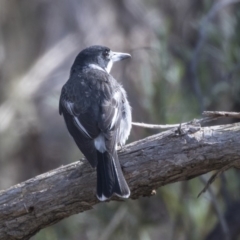 Cracticus torquatus (Grey Butcherbird) at Gossan Hill - 8 Apr 2019 by Alison Milton