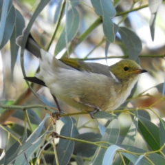 Ptilotula penicillata (White-plumed Honeyeater) at Kambah, ACT - 10 Apr 2019 by MatthewFrawley