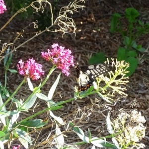 Papilio anactus at Isaacs, ACT - 12 Apr 2019 03:39 PM