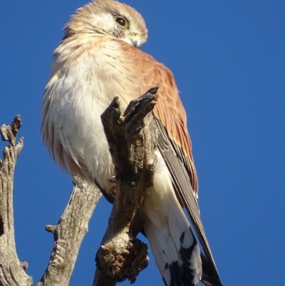 Falco cenchroides (Nankeen Kestrel) at Garran, ACT - 1 Apr 2019 by roymcd