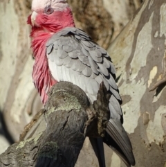 Eolophus roseicapilla (Galah) at Garran, ACT - 1 Apr 2019 by roymcd