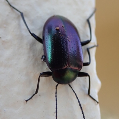Chalcopteroides columbinus (Rainbow darkling beetle) at Spence, ACT - 11 Apr 2019 by Laserchemisty