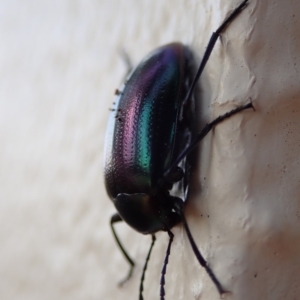 Chalcopteroides columbinus at Spence, ACT - 12 Apr 2019 08:36 AM