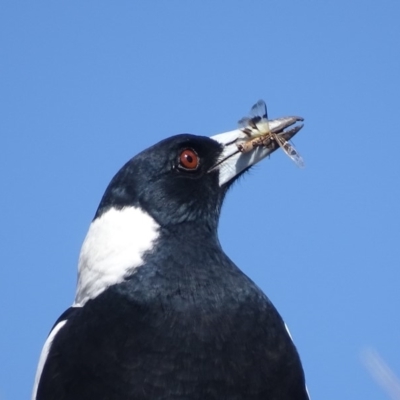 Gymnorhina tibicen (Australian Magpie) at Garran, ACT - 1 Apr 2019 by roymcd