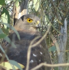 Tachyspiza fasciata (Brown Goshawk) at Garran, ACT - 12 Apr 2019 by roymcd