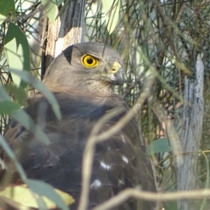 Accipiter fasciatus at Garran, ACT - 12 Apr 2019