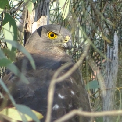 Accipiter fasciatus (Brown Goshawk) at Garran, ACT - 12 Apr 2019 by roymcd