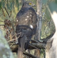 Accipiter fasciatus at Garran, ACT - 12 Apr 2019