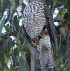 Tachyspiza cirrocephala (Collared Sparrowhawk) at Red Hill, ACT - 10 Apr 2019 by roymcd