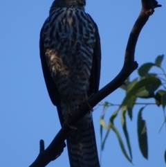 Tachyspiza cirrocephala at Red Hill, ACT - 10 Apr 2019