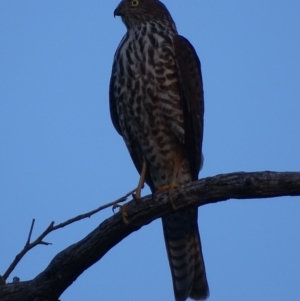 Tachyspiza cirrocephala at Red Hill, ACT - 10 Apr 2019