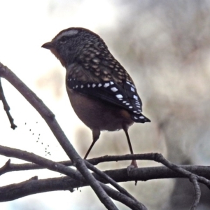 Pardalotus punctatus at Acton, ACT - 12 Apr 2019