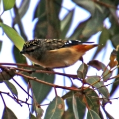 Pardalotus punctatus at Acton, ACT - 12 Apr 2019