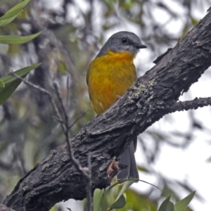 Eopsaltria australis at Acton, ACT - 12 Apr 2019