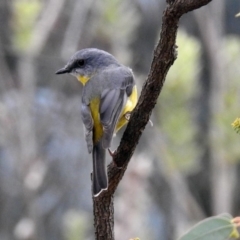 Eopsaltria australis at Acton, ACT - 12 Apr 2019