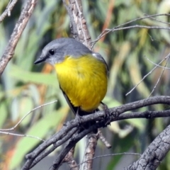 Eopsaltria australis at Acton, ACT - 12 Apr 2019