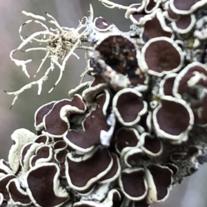 Parmeliaceae (family) at Sutton, NSW - 24 Mar 2019 05:18 PM