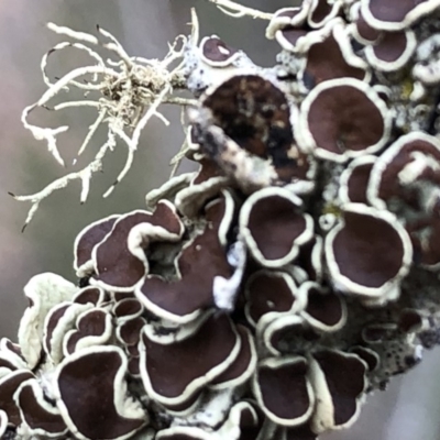 Parmeliaceae (family) (A lichen family) at Sutton, NSW - 24 Mar 2019 by Whirlwind