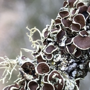 Parmeliaceae (family) at Sutton, NSW - 24 Mar 2019 05:18 PM