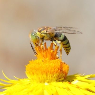 Bembix sp. (genus) (Unidentified Bembix sand wasp) at Acton, ACT - 20 Mar 2019 by TimL