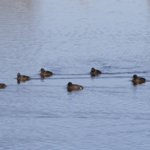 Aythya australis at Michelago, NSW - 1 Jul 2017 12:00 PM