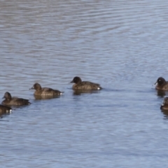 Aythya australis at Michelago, NSW - 1 Jul 2017 12:00 PM