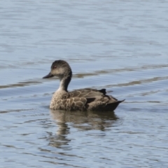 Anas gracilis (Grey Teal) at Michelago, NSW - 29 Oct 2018 by Illilanga