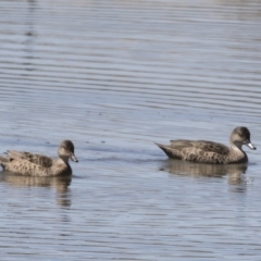 Anas gracilis at Michelago, NSW - 29 Oct 2018 10:34 AM