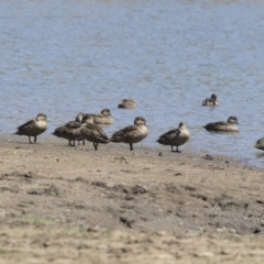 Anas gracilis at Michelago, NSW - 29 Oct 2018 10:34 AM