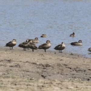 Anas gracilis at Michelago, NSW - 29 Oct 2018 10:34 AM