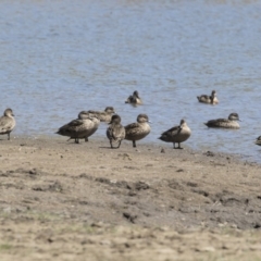 Anas gracilis at Michelago, NSW - 29 Oct 2018 10:34 AM