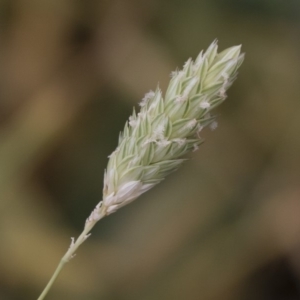 Phalaris aquatica at Michelago, NSW - 30 Mar 2019