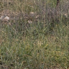 Phalaris aquatica at Michelago, NSW - 30 Mar 2019