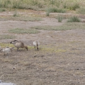 Chenonetta jubata at Michelago, NSW - 24 Mar 2019