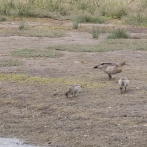 Chenonetta jubata at Michelago, NSW - 24 Mar 2019