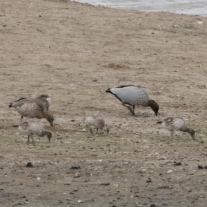 Chenonetta jubata at Michelago, NSW - 24 Mar 2019