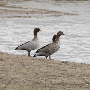 Chenonetta jubata at Michelago, NSW - 24 Mar 2019