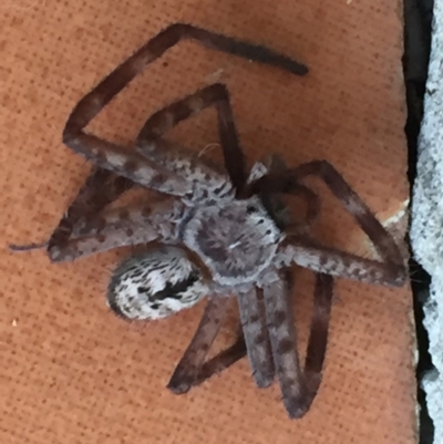 Holconia immanis (Grey Huntsman) at Mirador, NSW - 12 Apr 2019 by hynesker1234