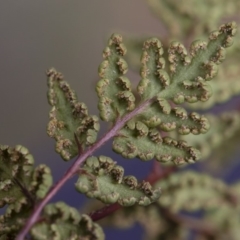 Cheilanthes austrotenuifolia (Rock Fern) at Michelago, NSW - 30 Mar 2019 by Illilanga