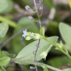 Myosotis laxa subsp. caespitosa at Illilanga & Baroona - 17 Mar 2019 11:18 AM