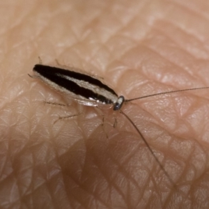 Ectoneura minima at Michelago, NSW - 9 Feb 2019 06:06 PM