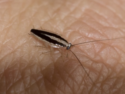 Ectoneura minima (Striped Ectoneura) at Michelago, NSW - 9 Feb 2019 by Illilanga