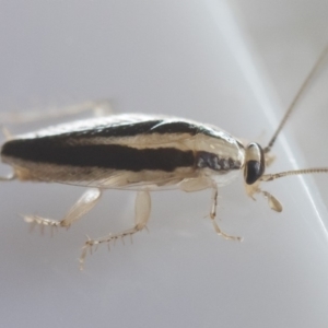 Ectoneura minima at Michelago, NSW - 9 Feb 2019 06:06 PM