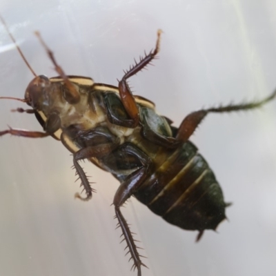 Drymaplaneta communis (Eastern Wood Runner, Common Shining Cockroach) at Michelago, NSW - 29 Dec 2018 by Illilanga