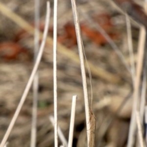 Trichoptera sp. (order) at Acton, ACT - 11 Apr 2019