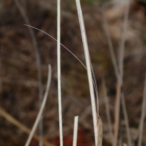 Trichoptera sp. (order) at Acton, ACT - 11 Apr 2019