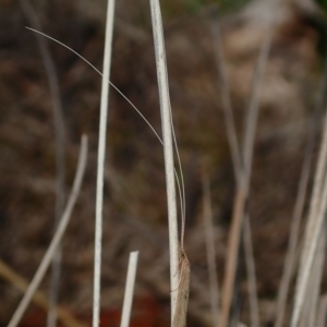 Trichoptera sp. (order) at Acton, ACT - 11 Apr 2019