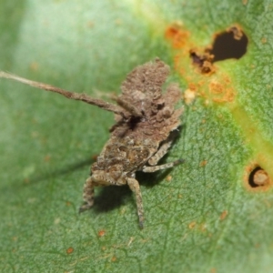 Platybrachys sp. (genus) at Hackett, ACT - 15 Feb 2019