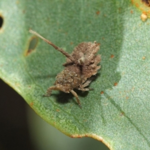 Platybrachys sp. (genus) at Hackett, ACT - 15 Feb 2019